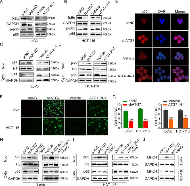 https://cdn.ncbi.nlm.nih.gov/pmc/blobs/6ab2/11020677/6c64447e911a/13046_2024_3023_Fig5_HTML.jpg