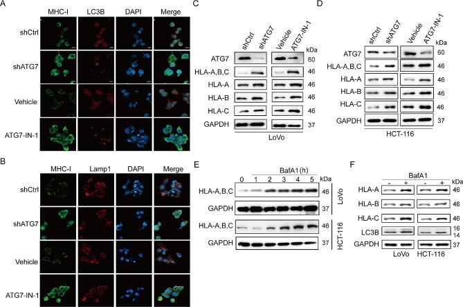 https://cdn.ncbi.nlm.nih.gov/pmc/blobs/6ab2/11020677/b2293fa62d15/13046_2024_3023_Fig4_HTML.jpg