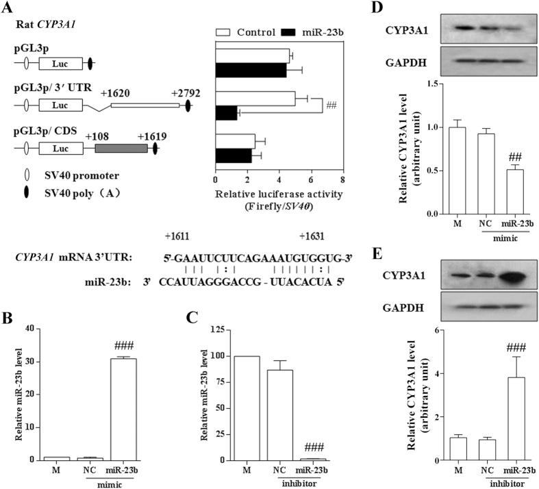 https://cdn.ncbi.nlm.nih.gov/pmc/blobs/6ab9/4992956/a2ddae5b5d9d/srep31958-f4.jpg