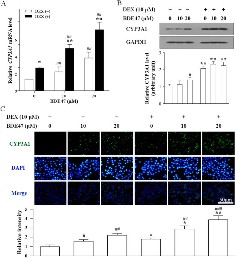https://cdn.ncbi.nlm.nih.gov/pmc/blobs/6ab9/4992956/c94aeceb3d26/srep31958-f1.jpg
