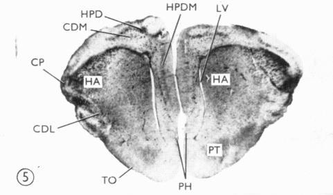 https://cdn.ncbi.nlm.nih.gov/pmc/blobs/6abb/1231642/58d768f909f2/janat00380-0127-a.jpg