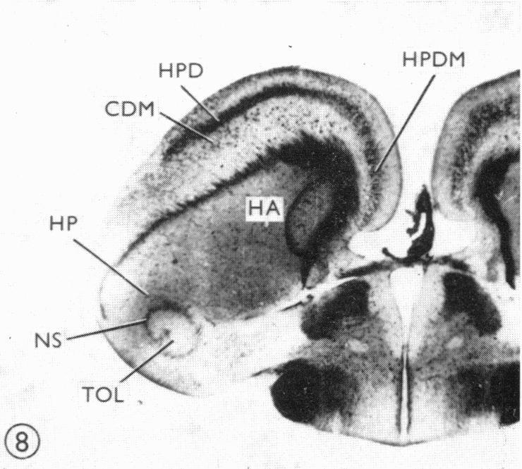https://cdn.ncbi.nlm.nih.gov/pmc/blobs/6abb/1231642/a3cd2ddd6510/janat00380-0127-d.jpg