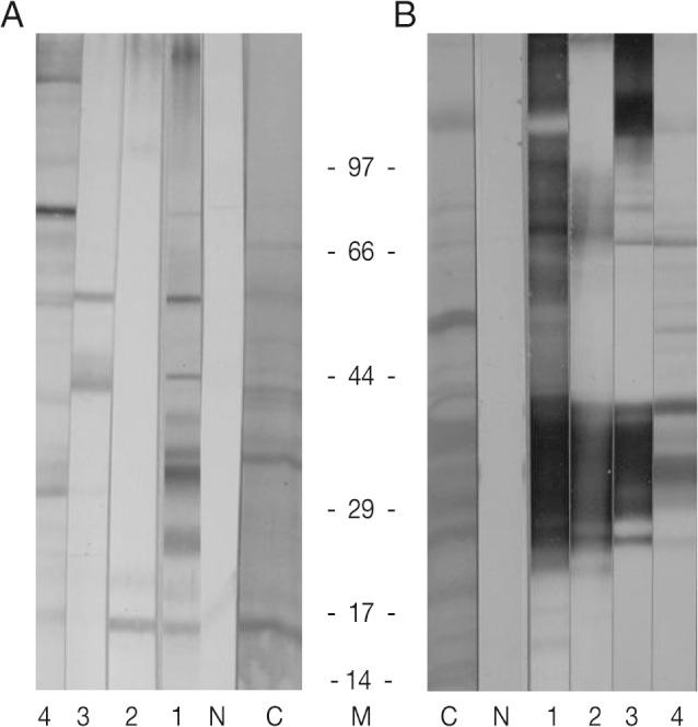 https://cdn.ncbi.nlm.nih.gov/pmc/blobs/6abb/3375461/8dc0e4503f62/kjp-50-181-g002.jpg