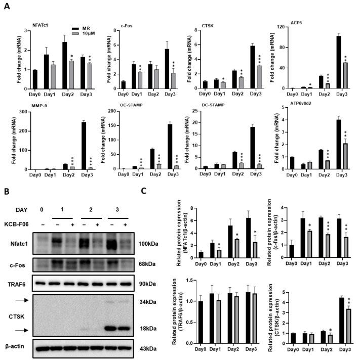 https://cdn.ncbi.nlm.nih.gov/pmc/blobs/6ac0/11273523/f5ce714be9dd/antioxidants-13-00850-g004.jpg
