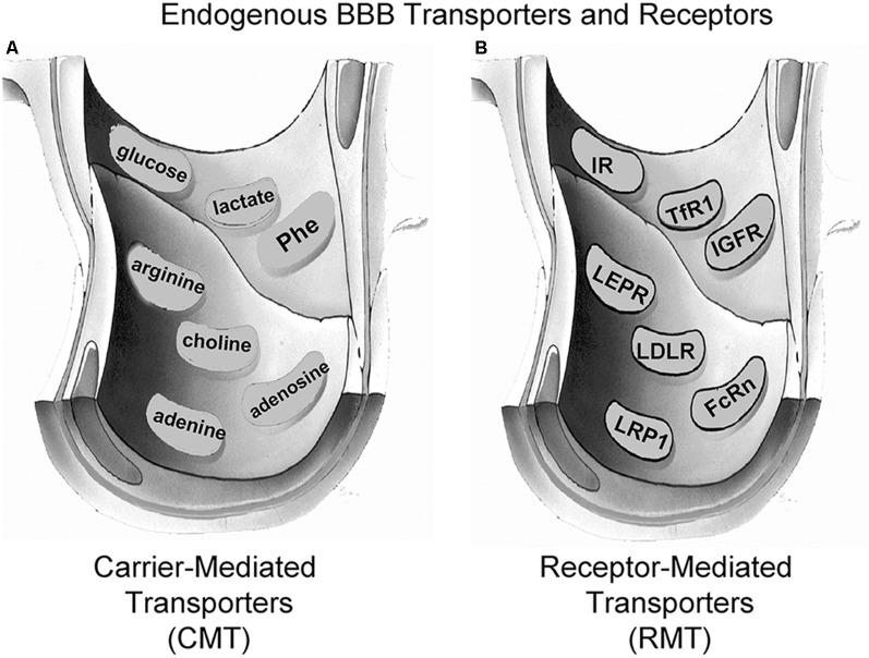 https://cdn.ncbi.nlm.nih.gov/pmc/blobs/6ac2/6966240/6d8da842bc07/fnagi-11-00373-g0003.jpg