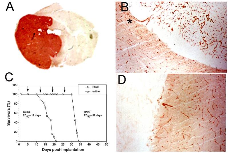 https://cdn.ncbi.nlm.nih.gov/pmc/blobs/6ac2/6966240/731a8874563b/fnagi-11-00373-g0009.jpg