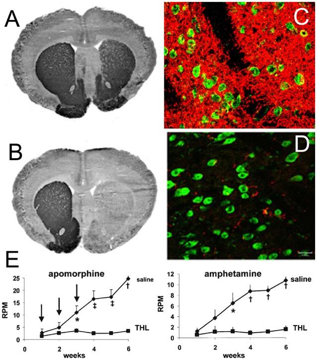 https://cdn.ncbi.nlm.nih.gov/pmc/blobs/6ac2/6966240/da8412054e55/fnagi-11-00373-g0008.jpg