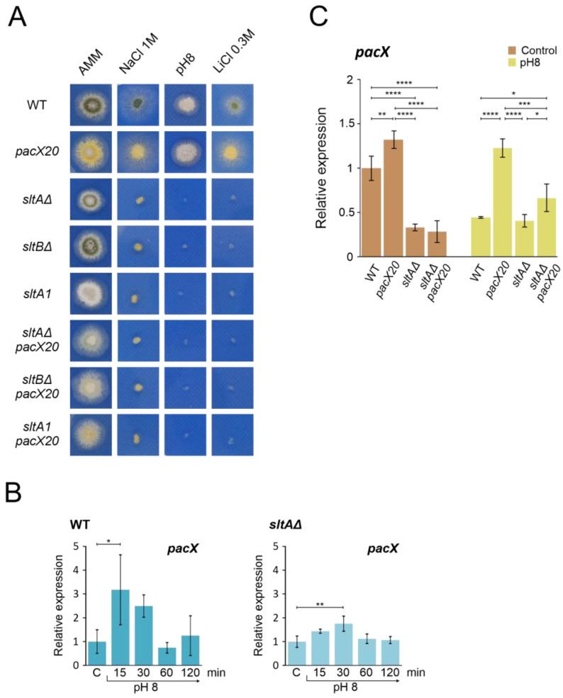 https://cdn.ncbi.nlm.nih.gov/pmc/blobs/6ac5/11011638/5259188a3a81/cells-13-00651-g003.jpg