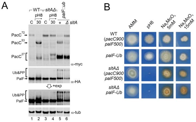 https://cdn.ncbi.nlm.nih.gov/pmc/blobs/6ac5/11011638/56d59258f889/cells-13-00651-g007.jpg