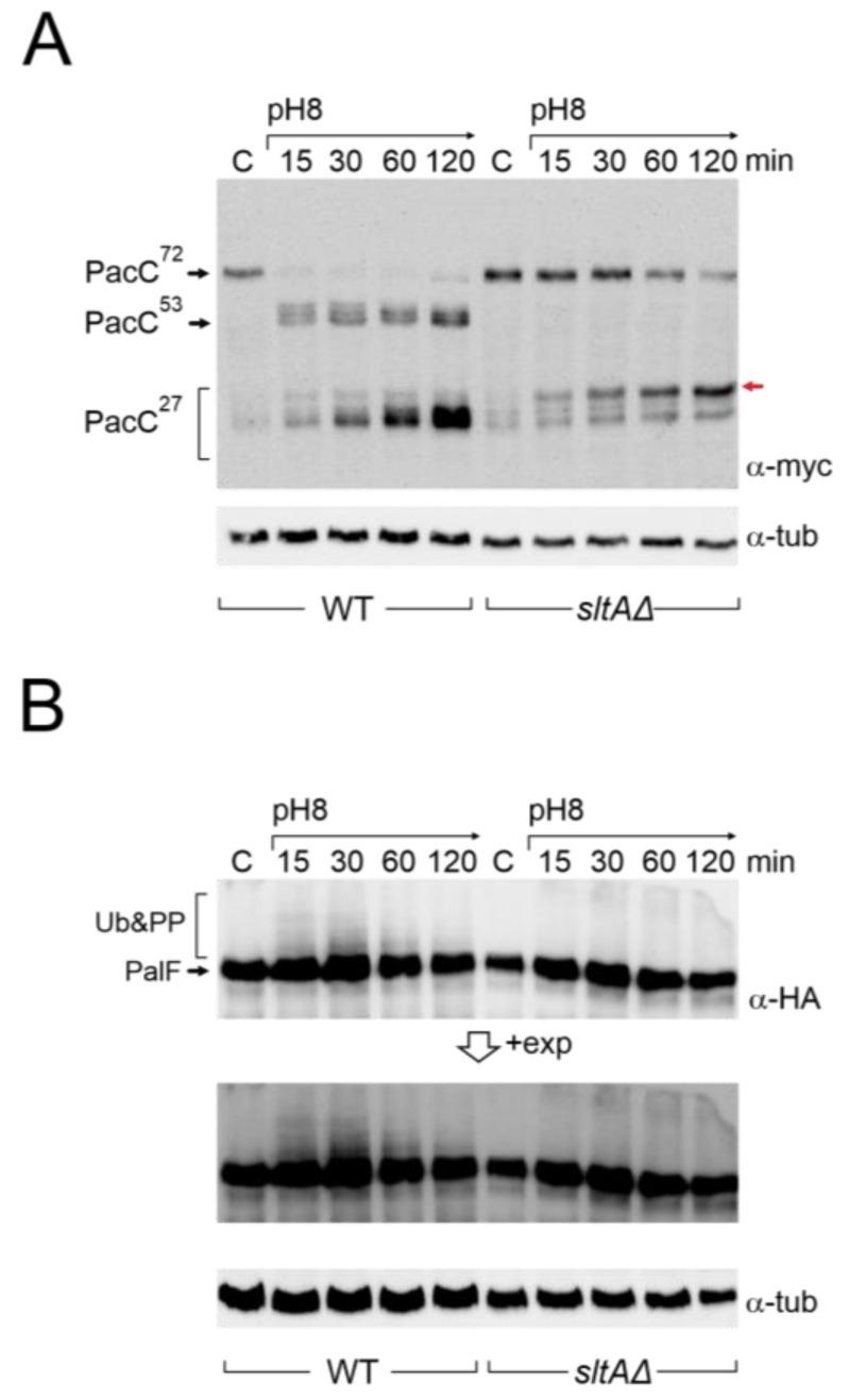 https://cdn.ncbi.nlm.nih.gov/pmc/blobs/6ac5/11011638/f1938b8f71f6/cells-13-00651-g002.jpg
