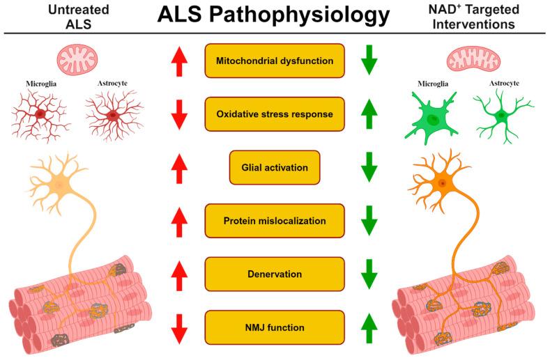 https://cdn.ncbi.nlm.nih.gov/pmc/blobs/6aca/11394323/120249cb6d51/cells-13-01509-g002.jpg