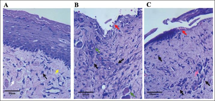 https://cdn.ncbi.nlm.nih.gov/pmc/blobs/6acc/12184472/9d5e32ff7548/OpenVetJ-15-1958-g006.jpg