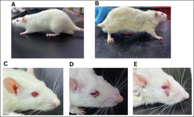 https://cdn.ncbi.nlm.nih.gov/pmc/blobs/6acc/12184472/d4d885161ef4/OpenVetJ-15-1958-g005.jpg