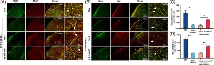 https://cdn.ncbi.nlm.nih.gov/pmc/blobs/6acd/10542618/0302710897d6/CPR-56-e13461-g002.jpg