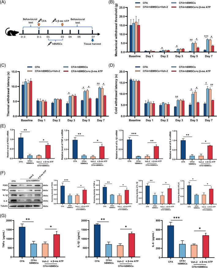https://cdn.ncbi.nlm.nih.gov/pmc/blobs/6acd/10542618/cfebd34b96fc/CPR-56-e13461-g007.jpg