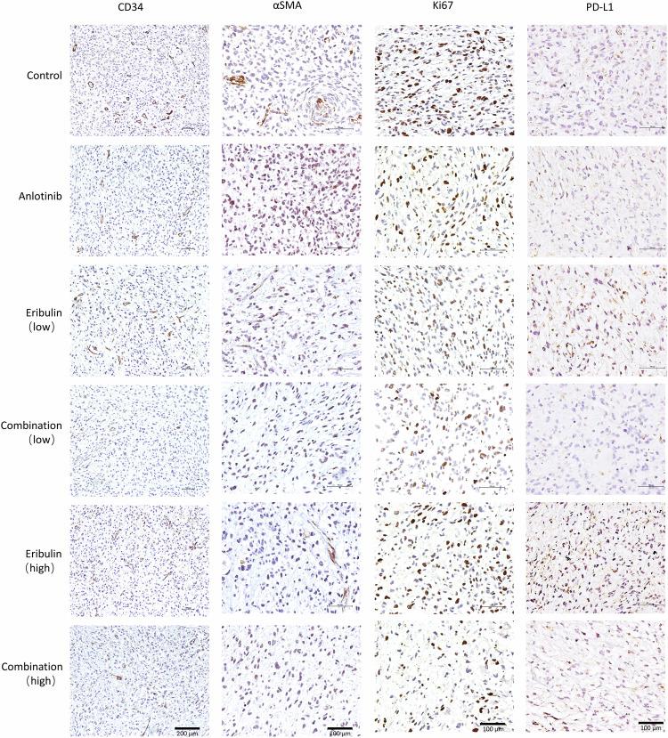 https://cdn.ncbi.nlm.nih.gov/pmc/blobs/6ace/11310505/75b519ce5fb8/41420_2024_2103_Fig7_HTML.jpg