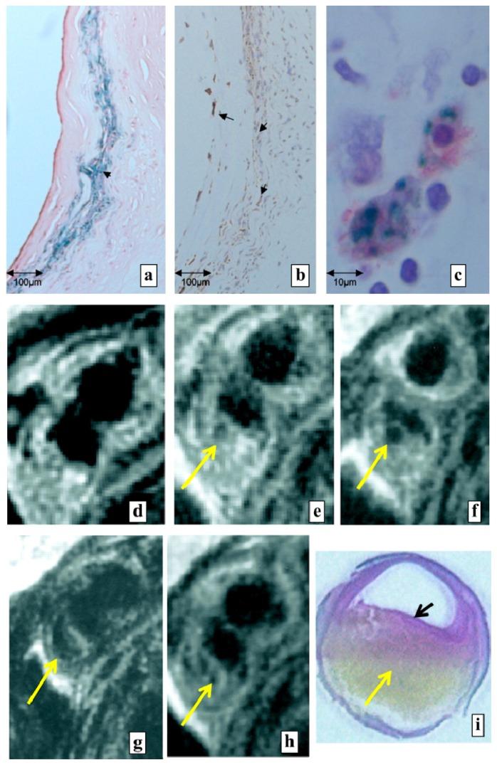 https://cdn.ncbi.nlm.nih.gov/pmc/blobs/6ad0/3794803/0445b0ace750/ijms-14-18682f5.jpg