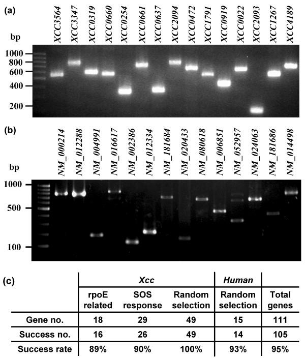 https://cdn.ncbi.nlm.nih.gov/pmc/blobs/6ad2/1892811/219ad807d1ff/1471-2105-8-164-6.jpg