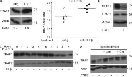 https://cdn.ncbi.nlm.nih.gov/pmc/blobs/6ad7/3260874/a479a7b25379/JEM_20110675R_Fig6.jpg