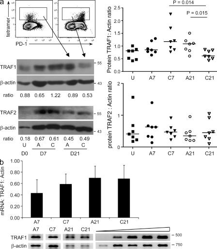https://cdn.ncbi.nlm.nih.gov/pmc/blobs/6ad7/3260874/de71c255d9af/JEM_20110675_Fig4.jpg