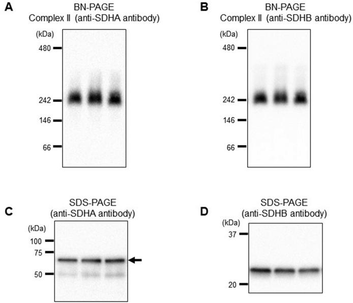 https://cdn.ncbi.nlm.nih.gov/pmc/blobs/6ad7/6928343/af6c52dbe9b7/gr3a.jpg