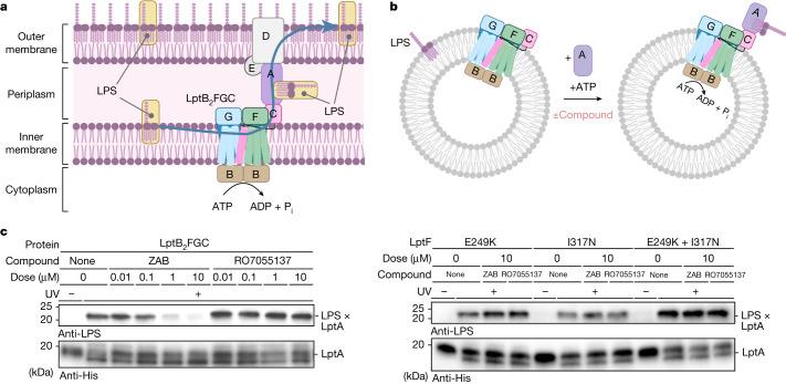 https://cdn.ncbi.nlm.nih.gov/pmc/blobs/6adf/10794144/76cb155c270f/41586_2023_6873_Fig3_HTML.jpg
