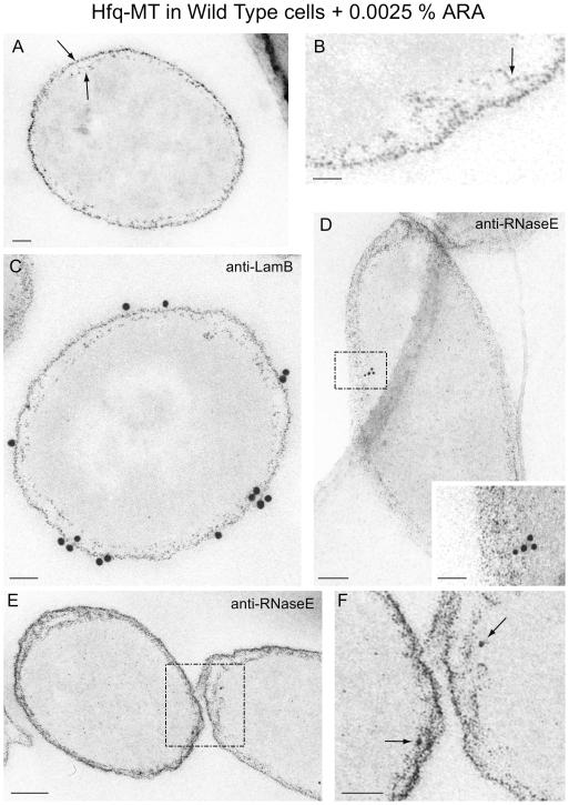 https://cdn.ncbi.nlm.nih.gov/pmc/blobs/6ae1/2789413/22433878d4a1/pone.0008301.g005.jpg