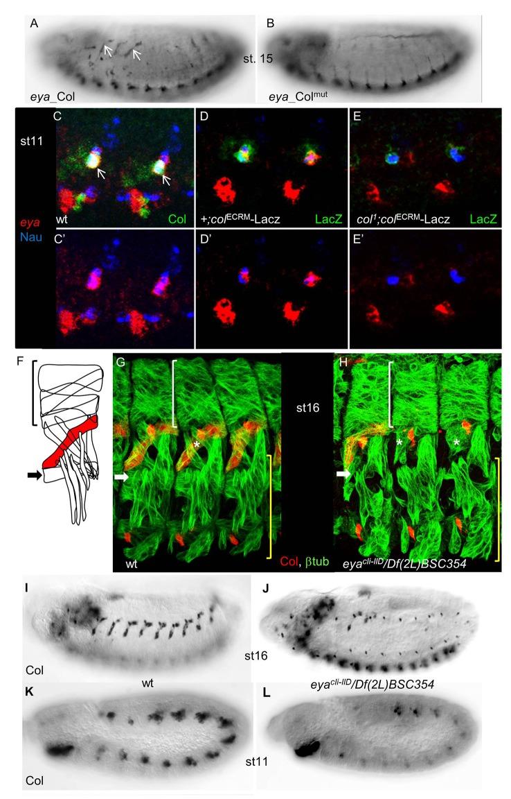 https://cdn.ncbi.nlm.nih.gov/pmc/blobs/6ae2/4512700/845a7dffd1aa/pone.0133387.g005.jpg