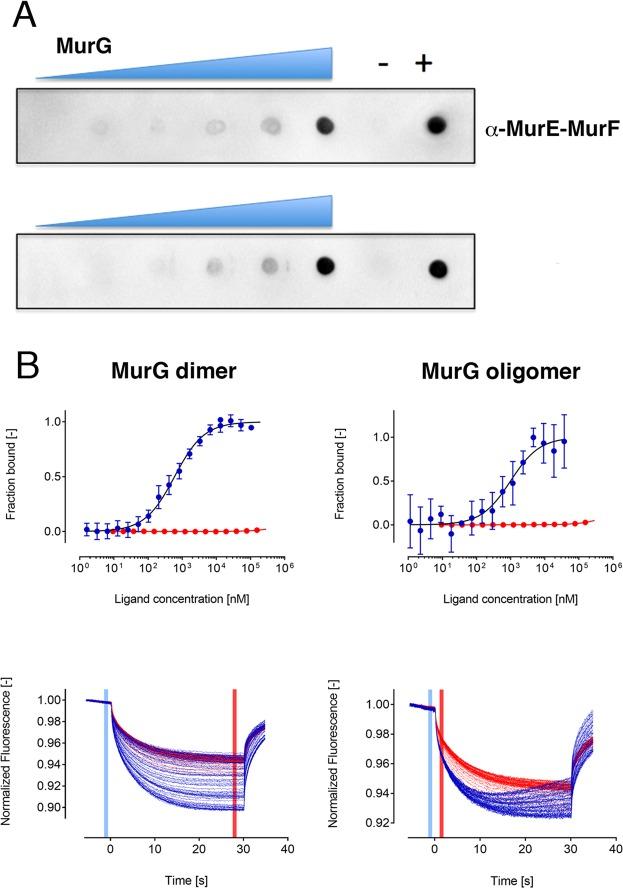 https://cdn.ncbi.nlm.nih.gov/pmc/blobs/6ae3/6420597/64a3ced8b291/41598_2019_40966_Fig9_HTML.jpg