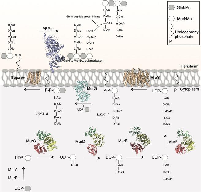 https://cdn.ncbi.nlm.nih.gov/pmc/blobs/6ae3/6420597/88d81b8a0a77/41598_2019_40966_Fig1_HTML.jpg