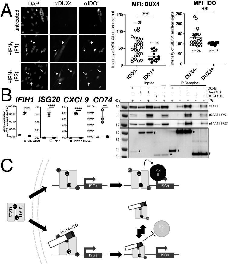 https://cdn.ncbi.nlm.nih.gov/pmc/blobs/6ae4/10195082/29d4c93d0e78/elife-82057-fig7.jpg