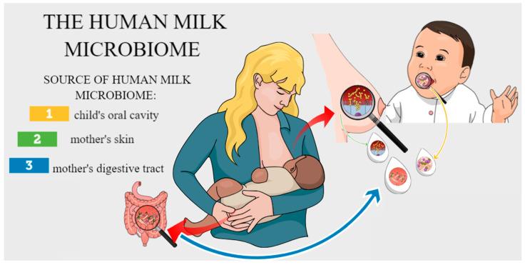 https://cdn.ncbi.nlm.nih.gov/pmc/blobs/6ae4/12024558/53e8d0bf5389/biology-14-00332-g001.jpg