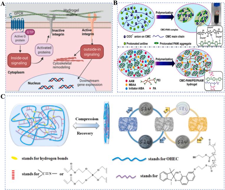 https://cdn.ncbi.nlm.nih.gov/pmc/blobs/6ae4/12098173/fce40867abcc/gr3.jpg