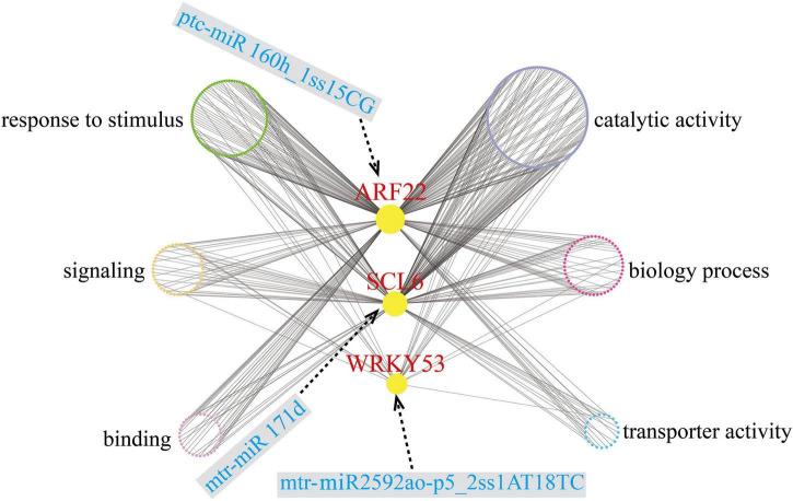 https://cdn.ncbi.nlm.nih.gov/pmc/blobs/6ae4/9377520/67e62f5c5bba/fpls-13-932926-g007.jpg