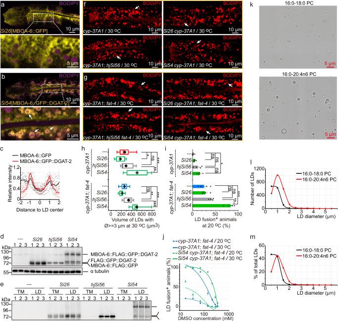 https://cdn.ncbi.nlm.nih.gov/pmc/blobs/6ae5/12034805/5391877a0ea7/41467_2025_59256_Fig6_HTML.jpg