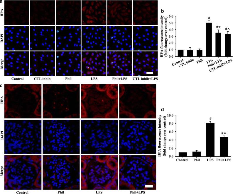 https://cdn.ncbi.nlm.nih.gov/pmc/blobs/6ae7/7095384/b696852b49b0/10753_2019_1136_Fig6_HTML.jpg