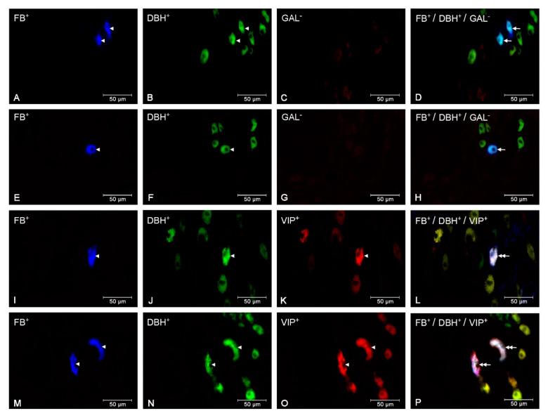 https://cdn.ncbi.nlm.nih.gov/pmc/blobs/6ae7/7278384/4c9e780fc73f/animals-10-00891-g004.jpg