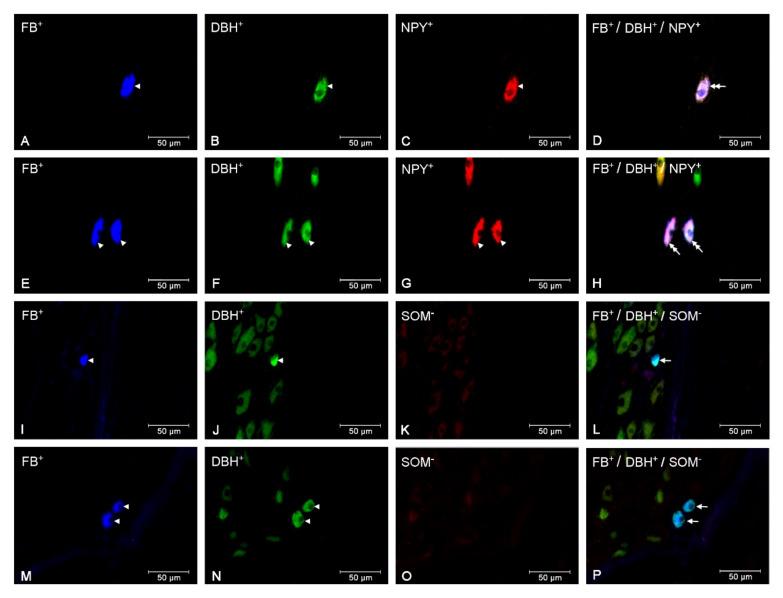 https://cdn.ncbi.nlm.nih.gov/pmc/blobs/6ae7/7278384/78e541d3027f/animals-10-00891-g003.jpg