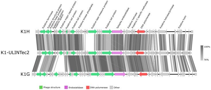 https://cdn.ncbi.nlm.nih.gov/pmc/blobs/6ae9/8541614/2662d80b7996/viruses-13-02005-g005.jpg