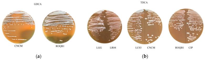 https://cdn.ncbi.nlm.nih.gov/pmc/blobs/6aea/7409210/3ea505ea82ed/microorganisms-08-01053-g005.jpg