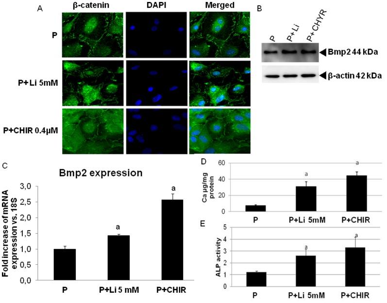 https://cdn.ncbi.nlm.nih.gov/pmc/blobs/6aed/3937350/073acad7fd70/pone.0089179.g007.jpg