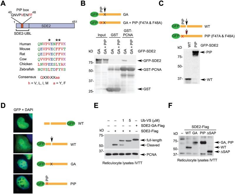https://cdn.ncbi.nlm.nih.gov/pmc/blobs/6af0/5131917/14b879c07060/pgen.1006465.g002.jpg