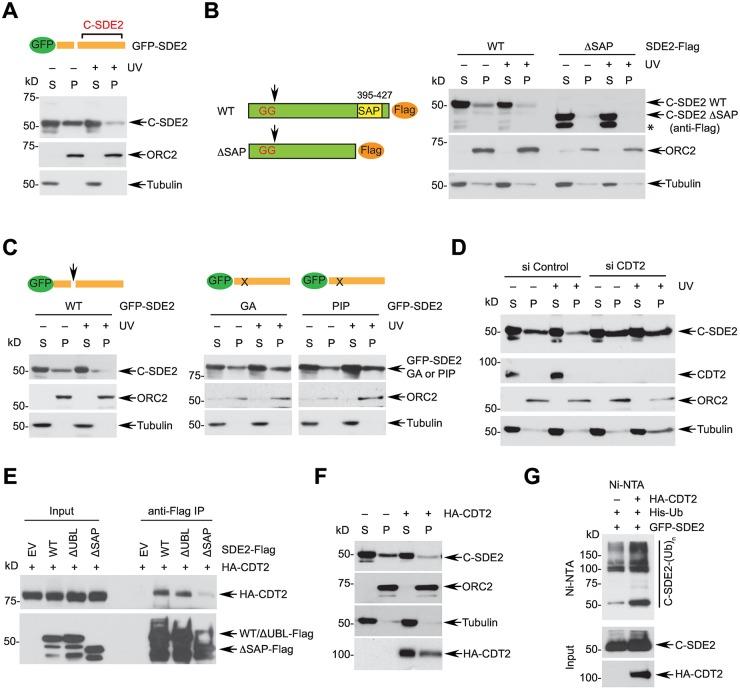 https://cdn.ncbi.nlm.nih.gov/pmc/blobs/6af0/5131917/159d2b8e60fc/pgen.1006465.g004.jpg