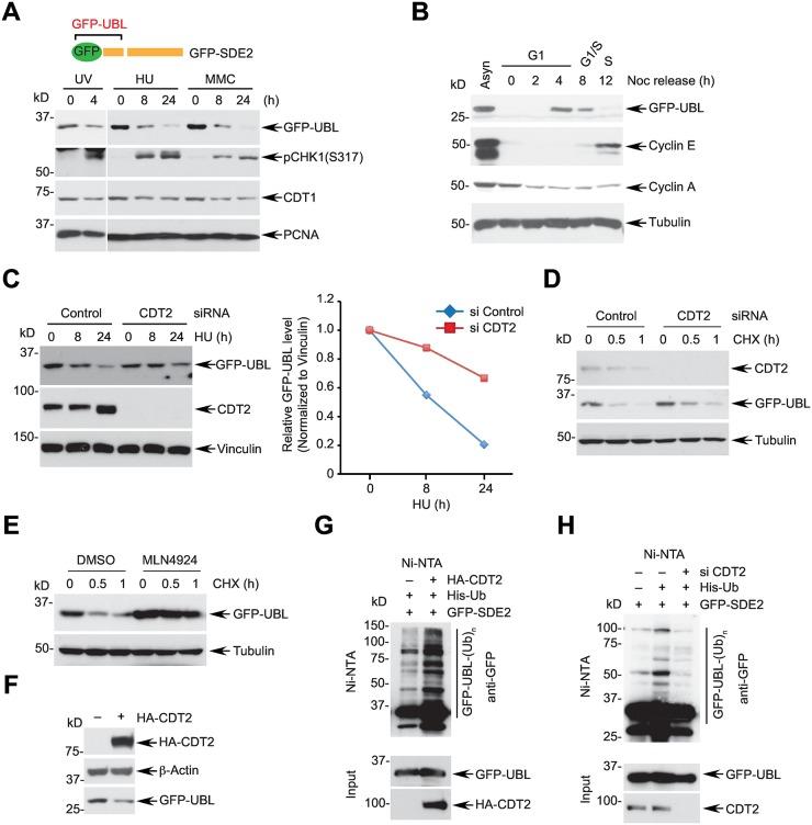 https://cdn.ncbi.nlm.nih.gov/pmc/blobs/6af0/5131917/172bd0d35fc2/pgen.1006465.g003.jpg