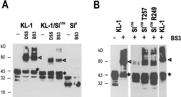 https://cdn.ncbi.nlm.nih.gov/pmc/blobs/6af2/2212272/2860aa03279d/JEM972056.f7.jpg
