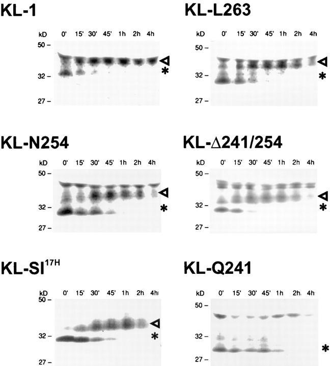 https://cdn.ncbi.nlm.nih.gov/pmc/blobs/6af2/2212272/c1a08843100b/JEM972056.f2.jpg