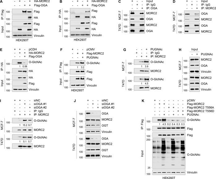 https://cdn.ncbi.nlm.nih.gov/pmc/blobs/6af3/8991186/713d1596b541/41418_2021_901_Fig2_HTML.jpg