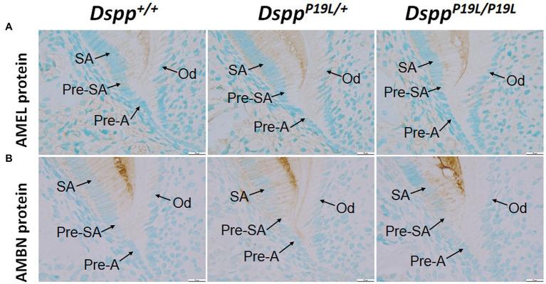 https://cdn.ncbi.nlm.nih.gov/pmc/blobs/6af7/8497714/096e2b223146/fphys-12-724098-g007.jpg