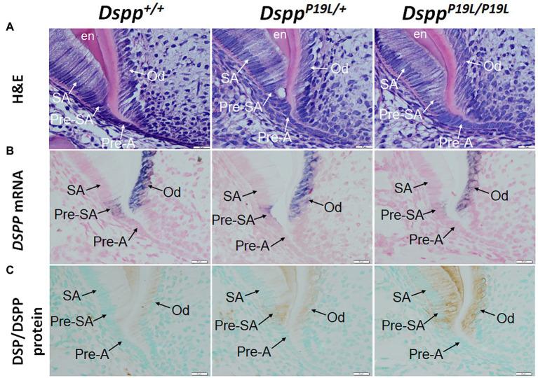 https://cdn.ncbi.nlm.nih.gov/pmc/blobs/6af7/8497714/279498488102/fphys-12-724098-g006.jpg