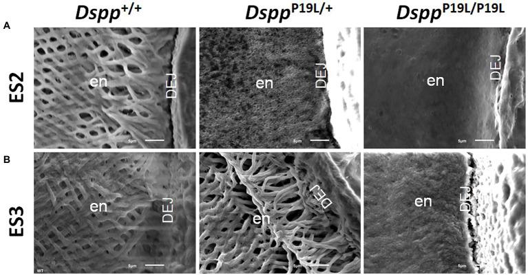 https://cdn.ncbi.nlm.nih.gov/pmc/blobs/6af7/8497714/380db9959520/fphys-12-724098-g002.jpg